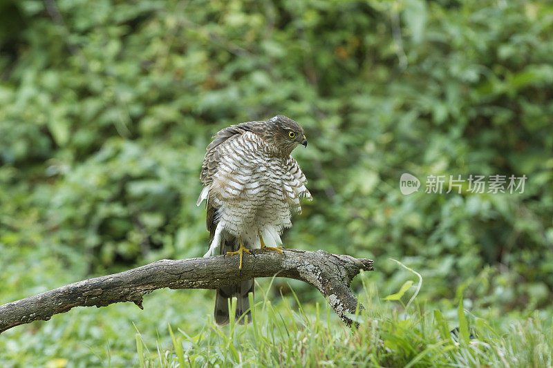 欧亚雀鹰(学名:Accipiter nisus)